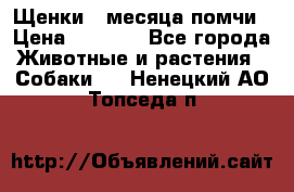 Щенки 4 месяца-помчи › Цена ­ 5 000 - Все города Животные и растения » Собаки   . Ненецкий АО,Топседа п.